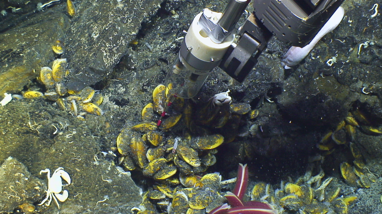 Surviving the odds together