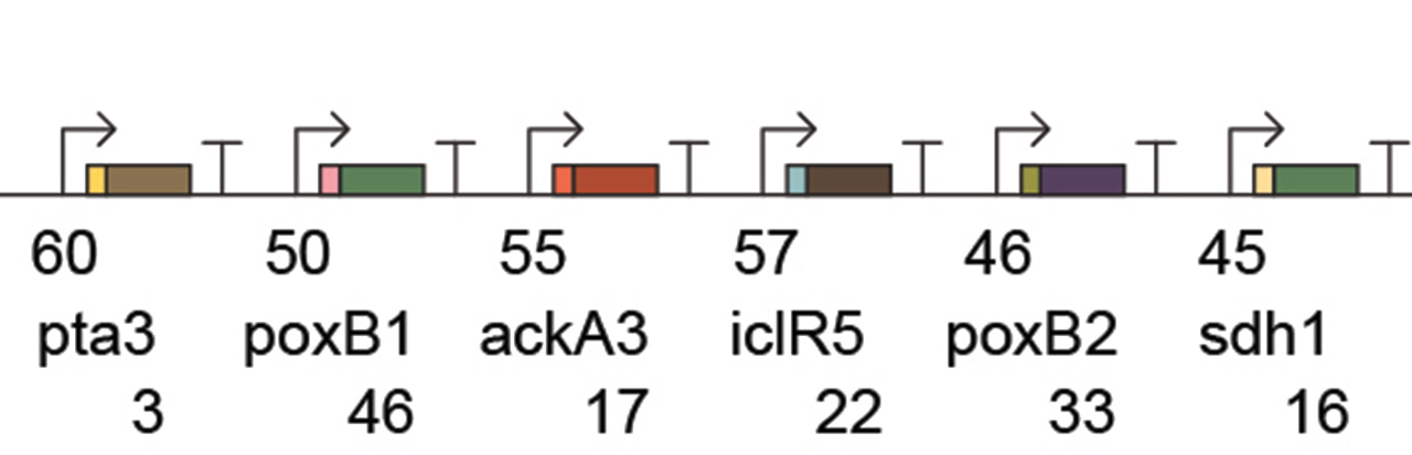 Simultaneous Repression of Multiple Bacterial Genes using Nonrepetitive Extra-Long sgRNA Arrays (ELSAs)