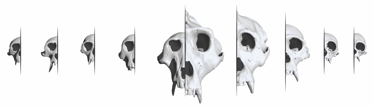 Sharing Primate Phenotypes