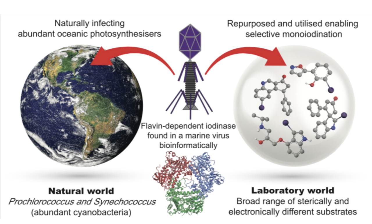 A marine viral halogenase that iodinates diverse substrates