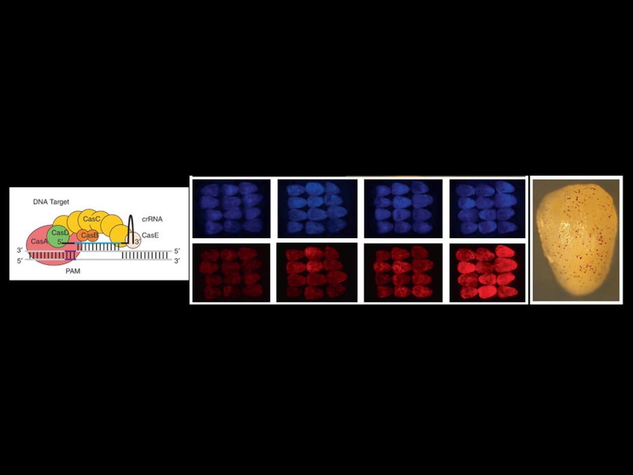 The repurposing of type I-E CRISPR-Cascade for gene activation in plants