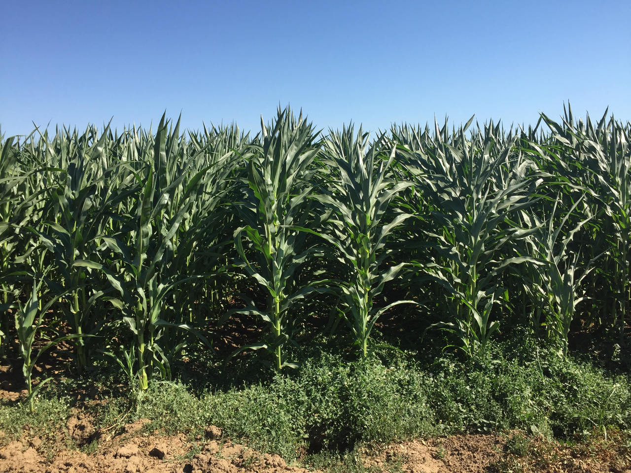 Conducting the Rhizosphere Symphony: How Much Do Plants Change Their Tune?