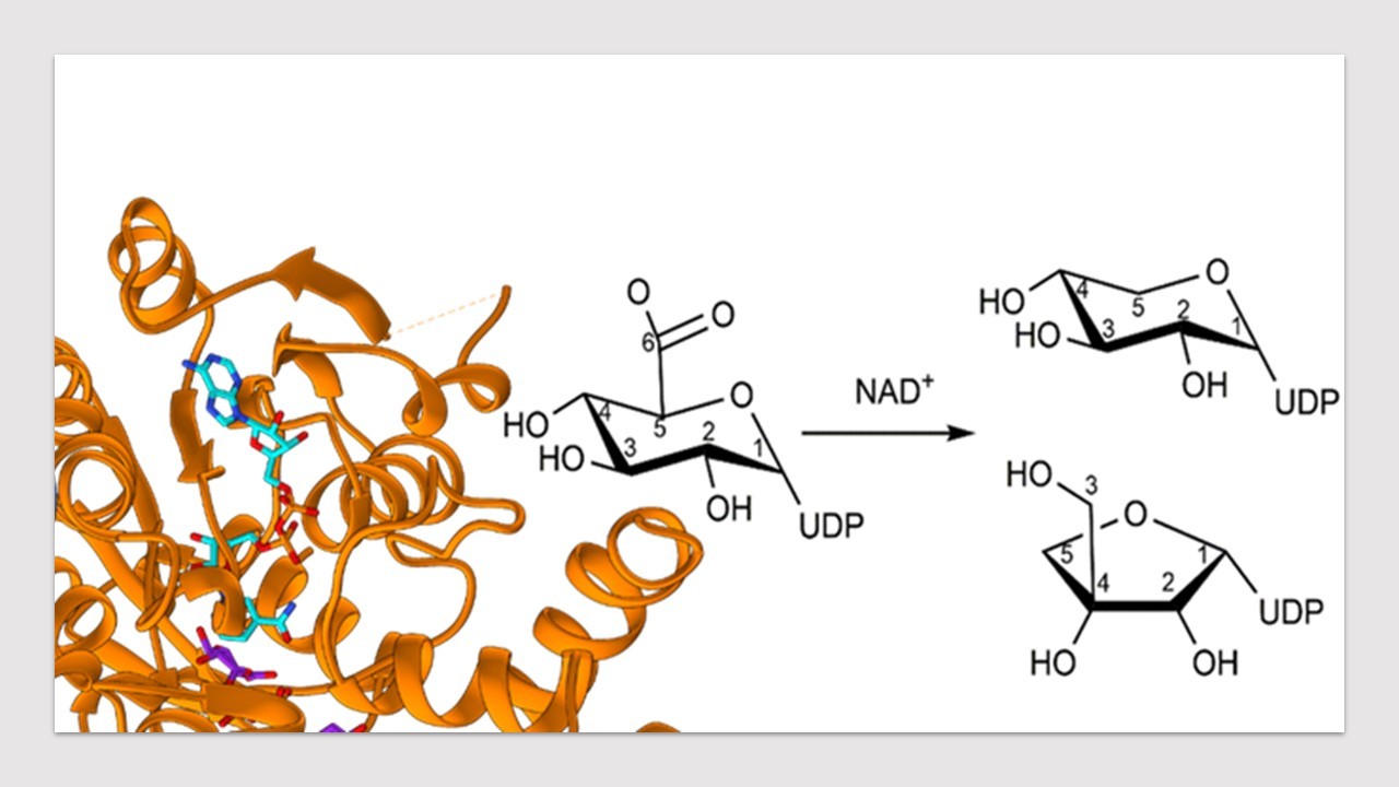 Rare sugar production via ring contraction 