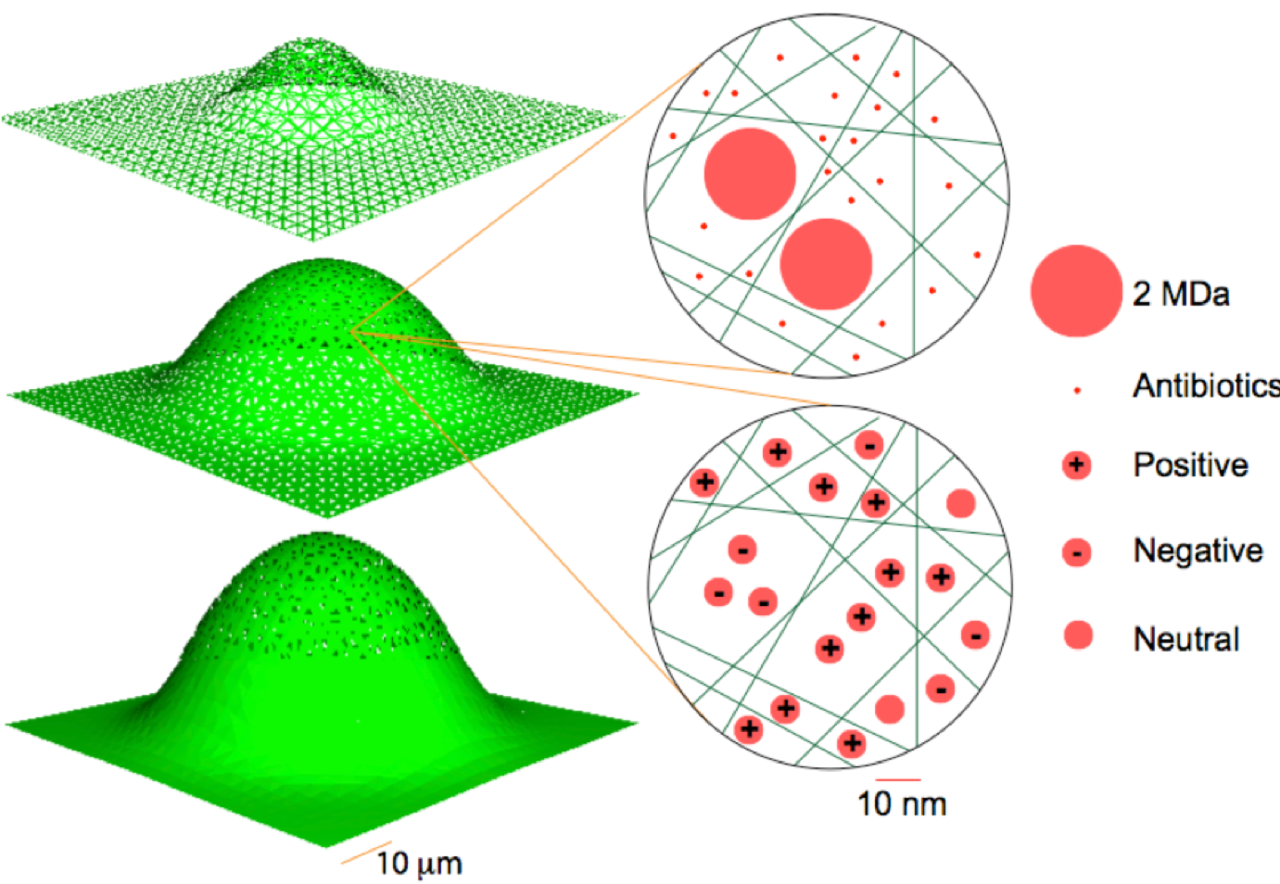 Breaching Bacterial Biofilm Barriers