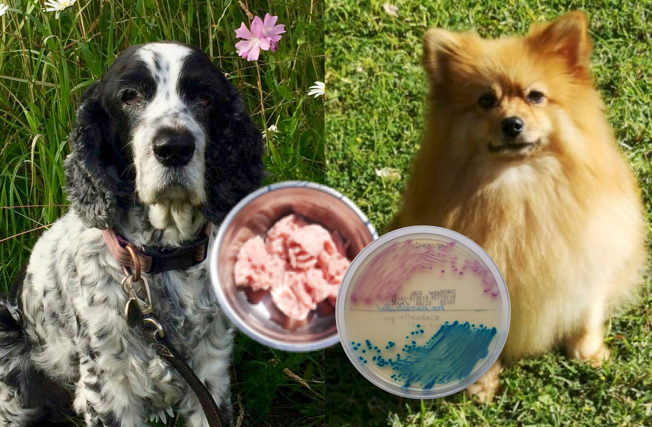 Raw pet food may contain antibiotic resistant bacteria