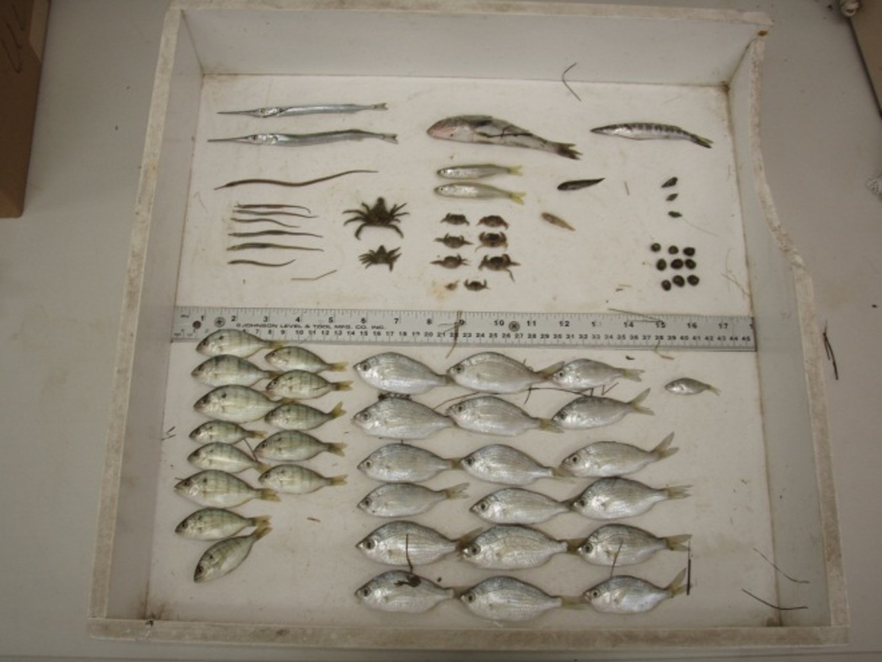 The invasion of tropical fish and invertebrate species along a subtropical coast