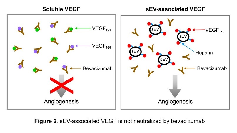 An uptake-independent mechanism of extracellular vesicles in tumor-stroma interactions and anti-angiogenic therapy resistance