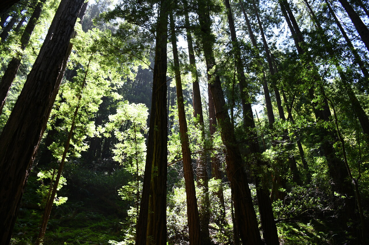 In search of new medicines from plants