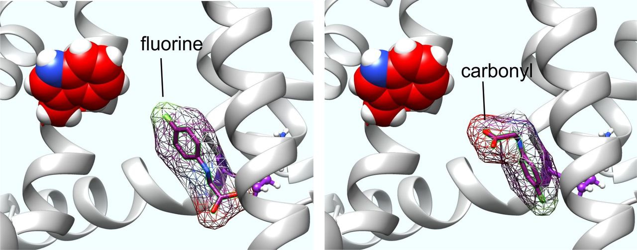 Designer neurotransmitters that activate voltage-gated potassium channels