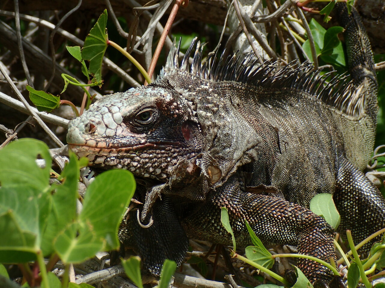 Hiding in plain sight - a potent neuronal K+ channel opener