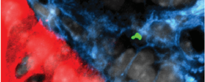 Subversive sleeper agents