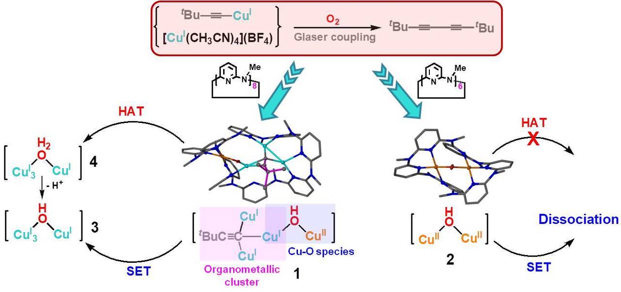 A merged copper(I/II) cluster isolated from Glaser coupling