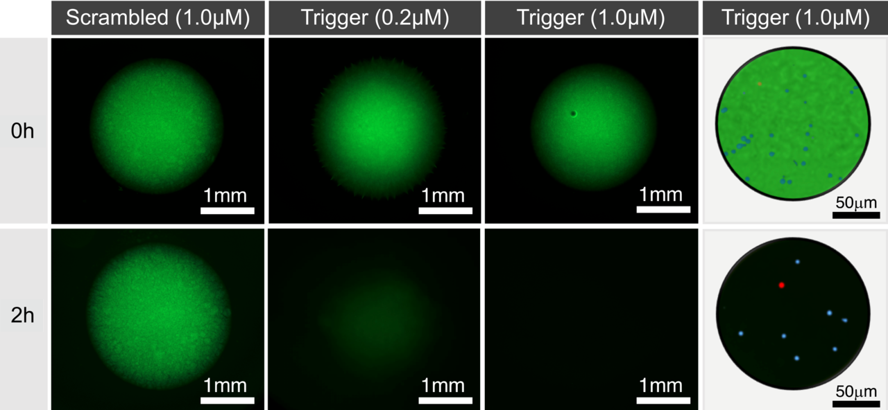 CRISPR-Responsive Materials for Diagnostics and Cell Therapy