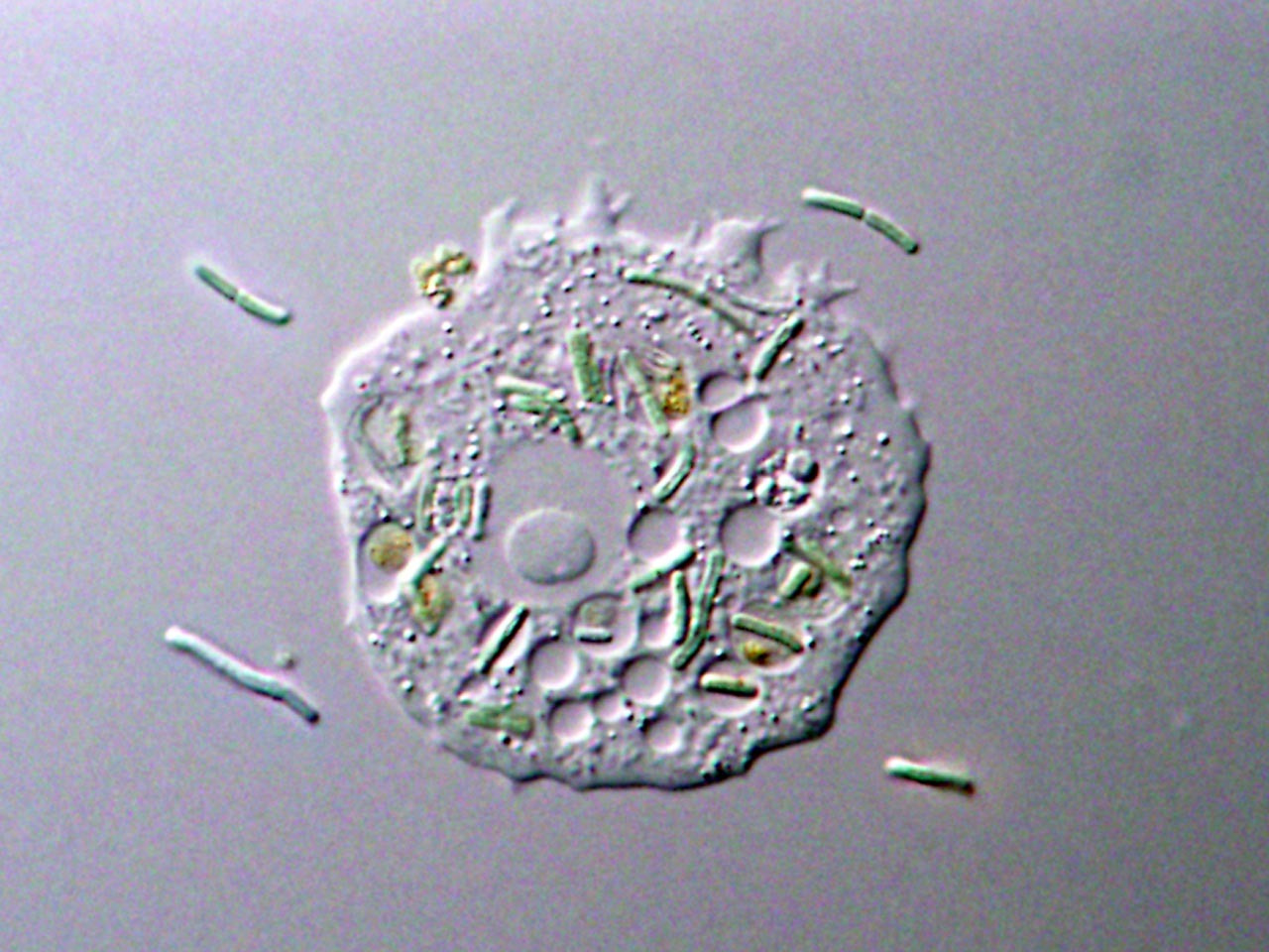 Feeding on phototoxic algae: training for unicellular predators to evolve to algae