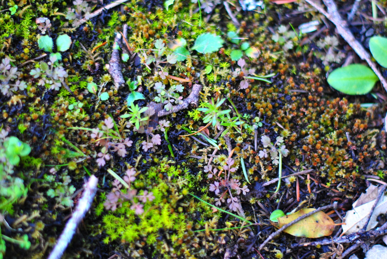 What can we learn by studying the shape of the biodiversity-disease relationship?