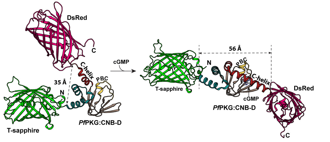 A biosensor for detecting low cyclic GMP concentrations