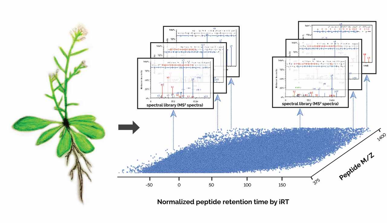 Arabidopsis mass spectral library: a resource for plant proteomics
