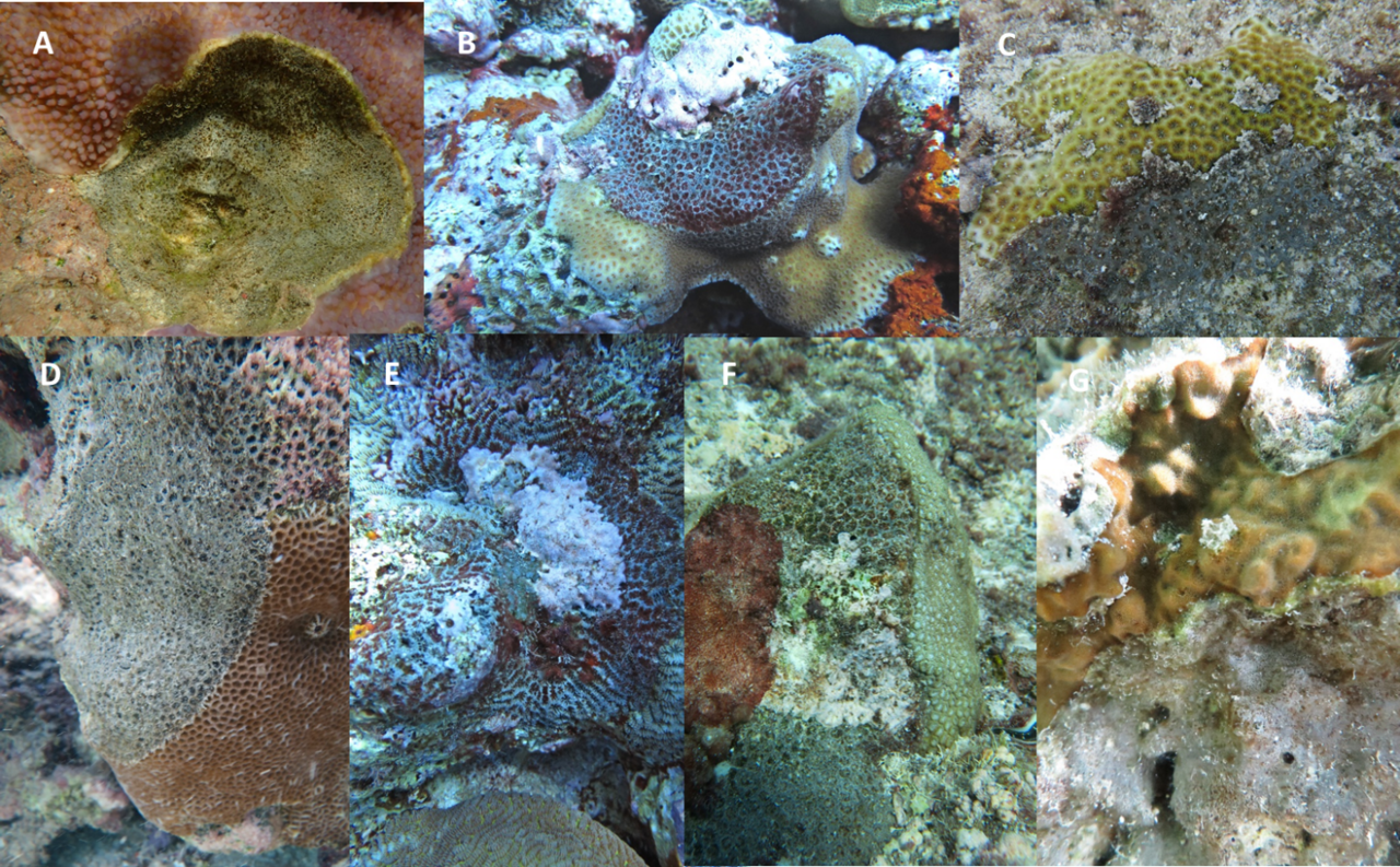 Constrained chaos in the pathobiome of a new slow spreading coral disease 
