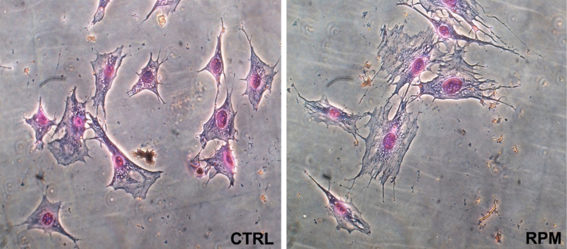 How important is gravity as a physical “constraint” in shaping the organization of living organisms
