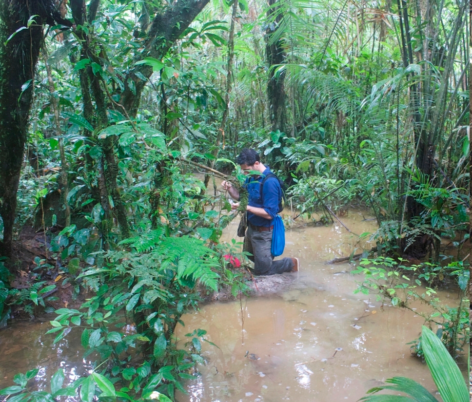 Small Protists in Big Forests