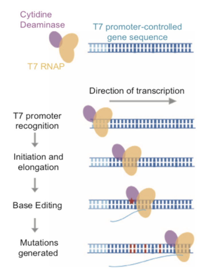 Efficient, continuous mutagenesis in human cells using a pseudo-random DNA editor 