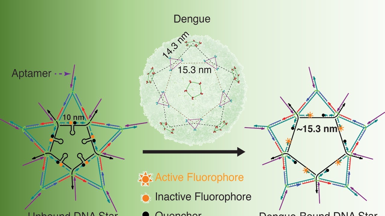 DNA Star as a Viral Sensor and Inhibitor