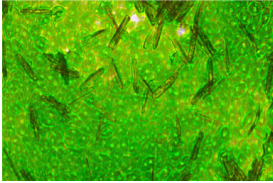 Thermal adaptation at the foundation of aquatic food webs