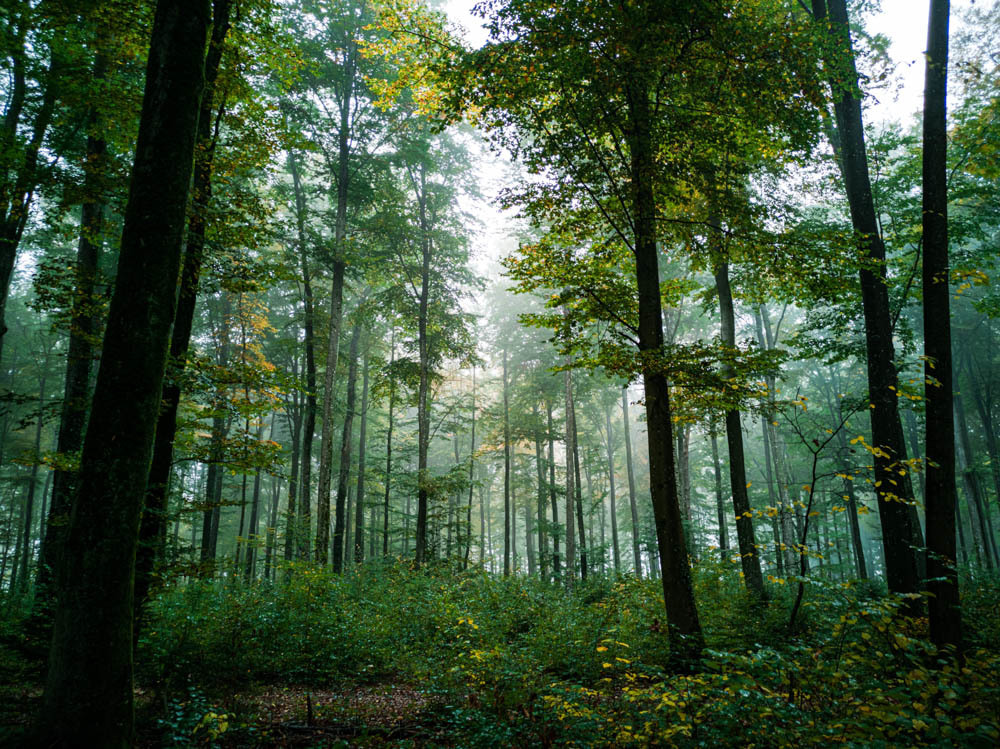 3 Ways to celebrate International Forest Day 2020