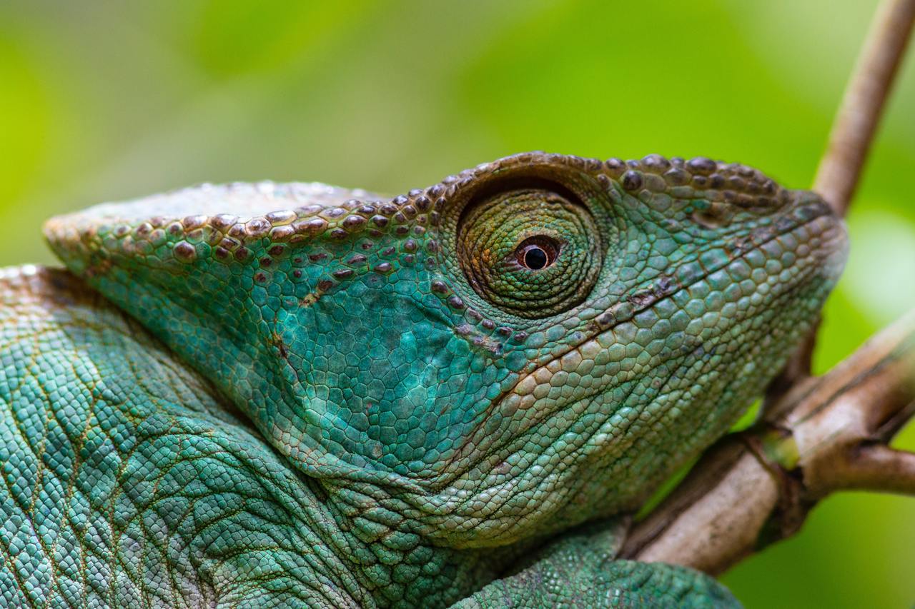 Job position: INL Project Manager Madagascar