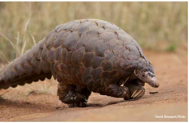 Job position: Technical Specialist, Wildlife Trade