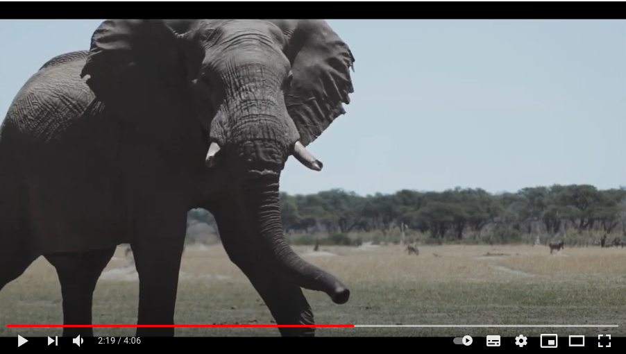 Let Africans Decide: Dr. Moreangels Mbizah and her journey in wildlife conservation