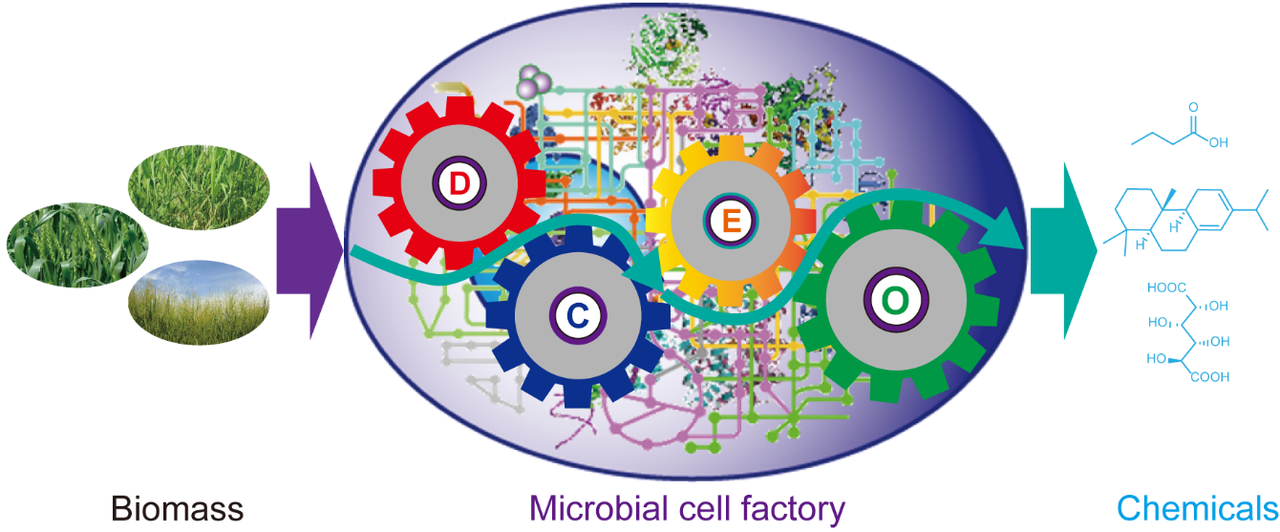 Enhancing Escherichia coli cell factory performance by engineering lifespan