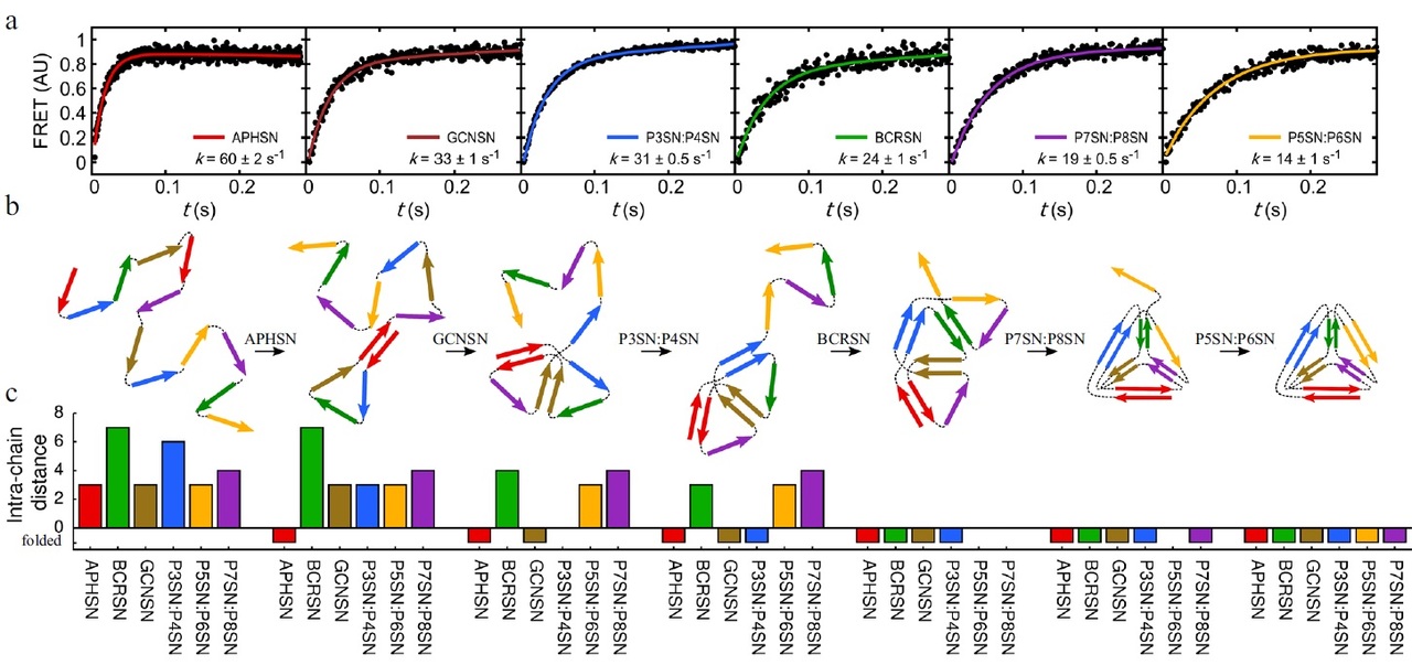 Design of the protein folding pathway 

