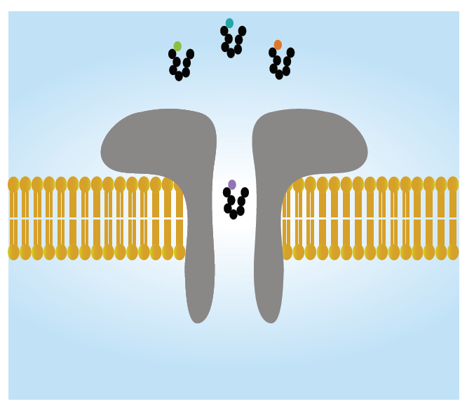 Nanopores for single amino acid electrical recognition towards protein sequencing