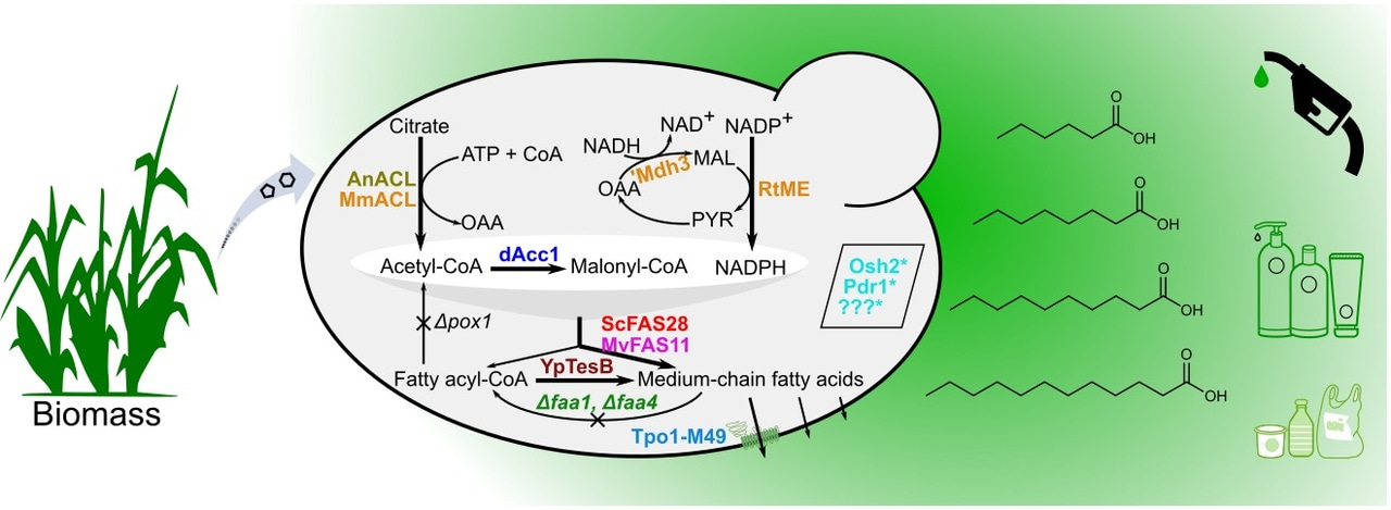 Efficient synthesis of valuable chemicals by engineered Baker’s yeasts.