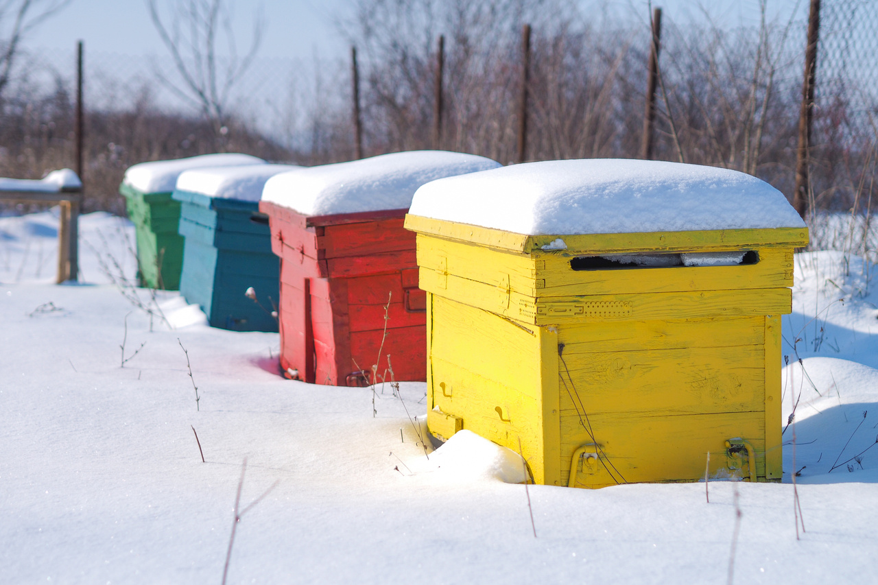 Exploring gut microbiomes when the snow comes