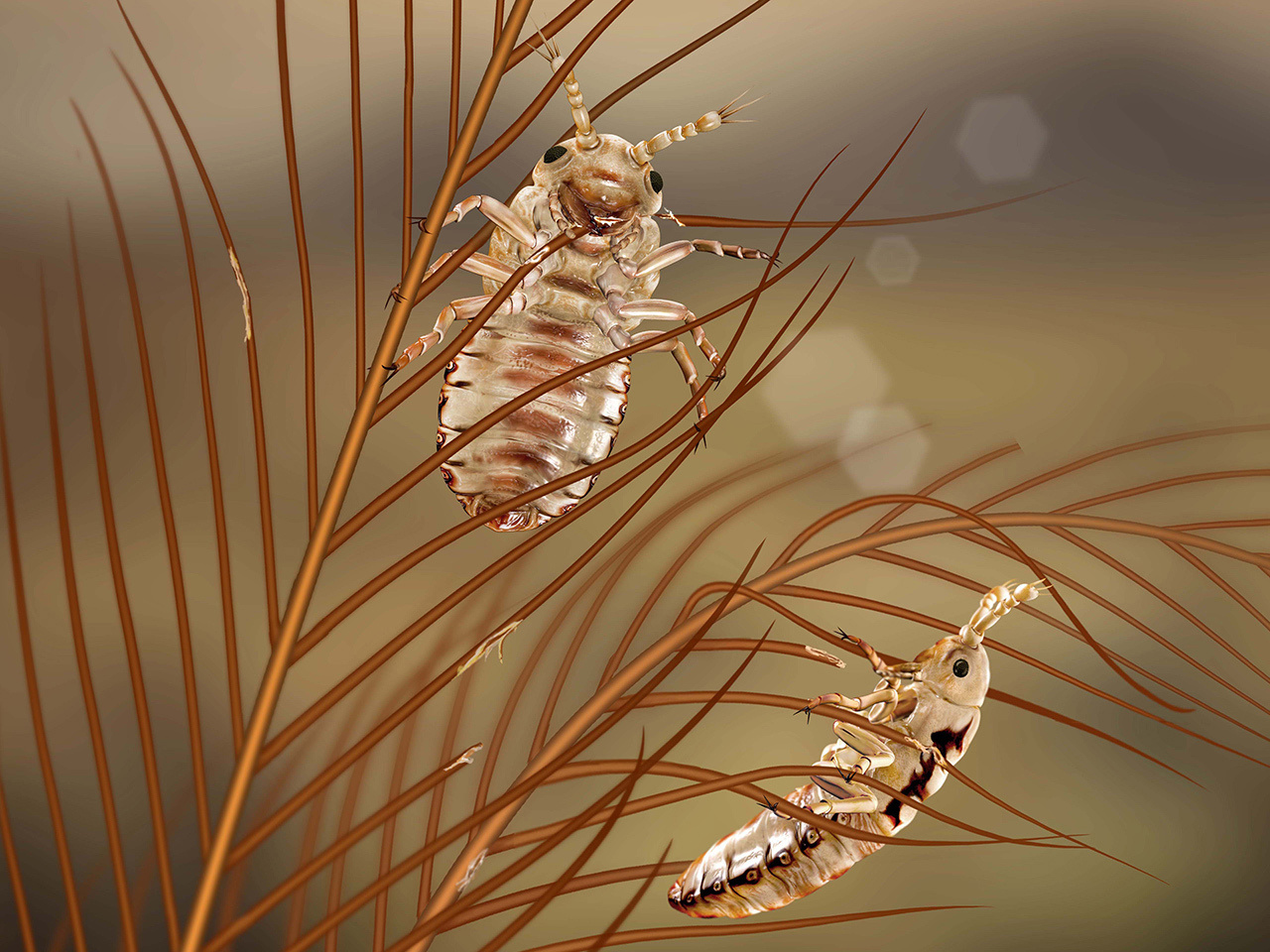 Long-term Comprehensive Studies of Ectoparasitic Insects from the Middle Mesozoic Chinese Compression Fossils and Myanmar Amber