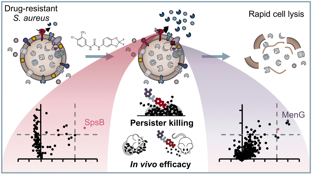 The apple does fall far from the tree: a new antibiotic to tackle multiresistant bacteria
