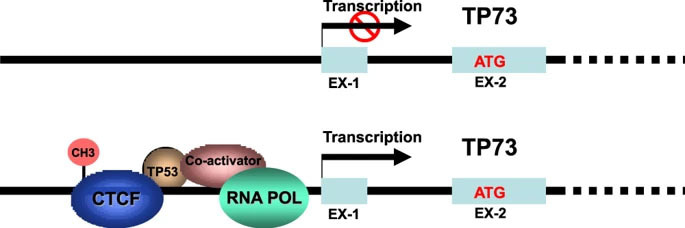 The influence of DNA methylation on the expression of TP73 in the GI tract