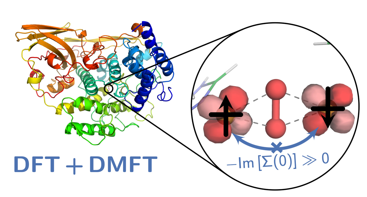 Strong correlation in crab's blood: modelling quantum physics in biological systems
