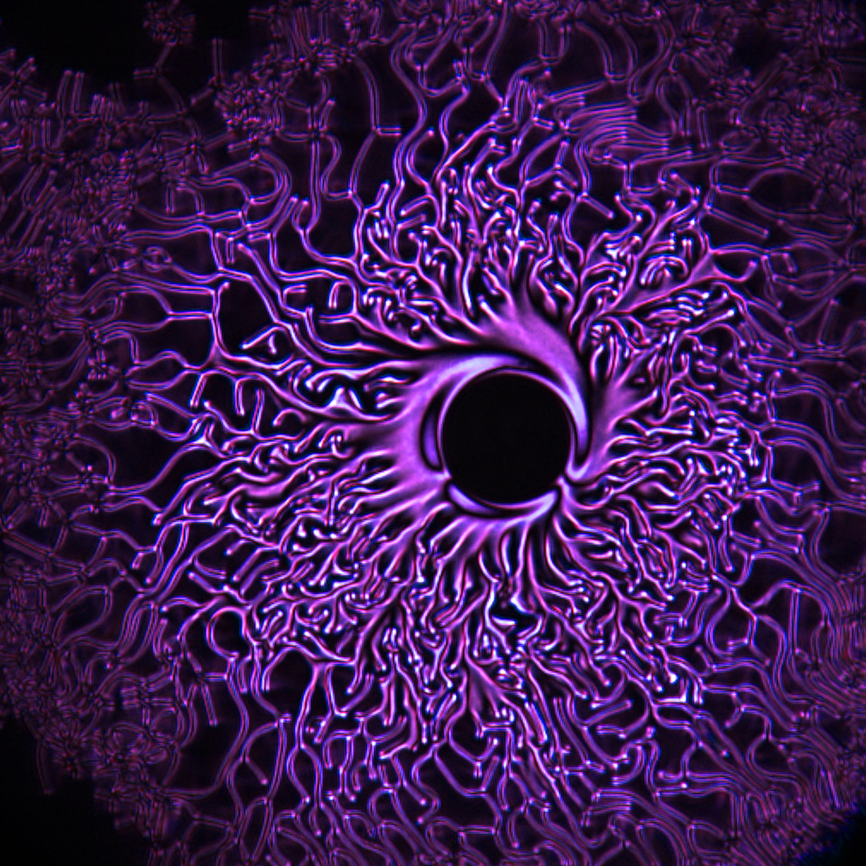 Polydispersity  helps encode soft material network structures