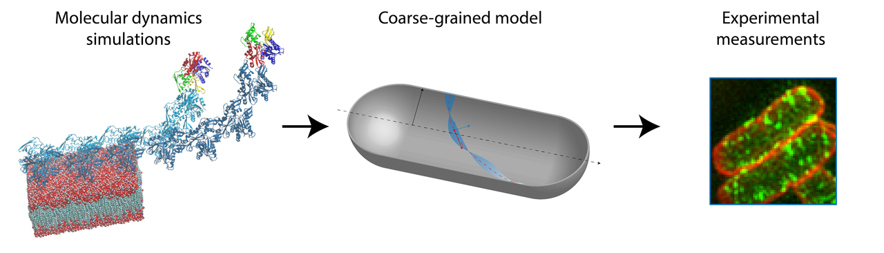 How to (un)twist a filament