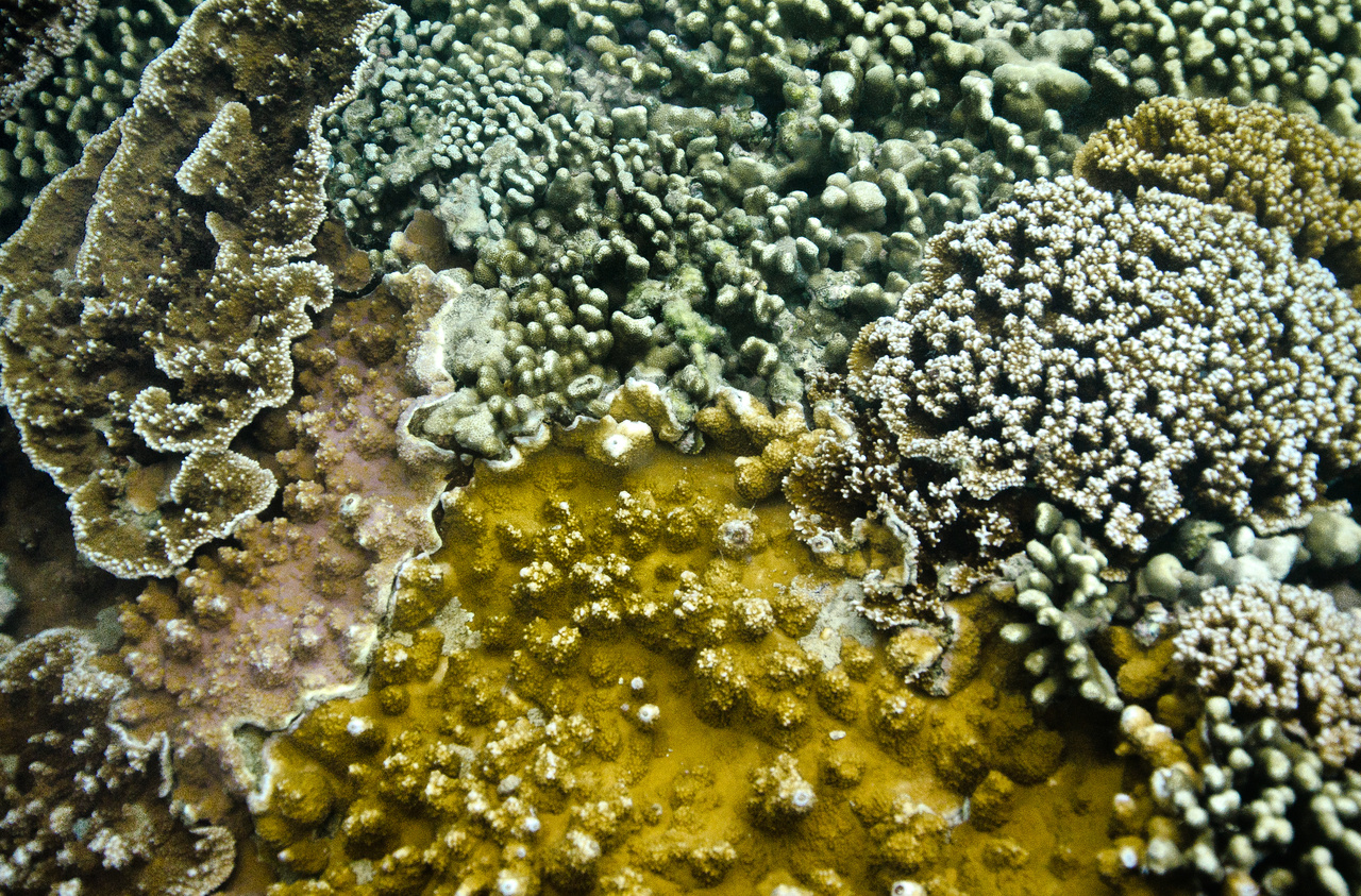 Nutrition and niches of coral endosymbionts