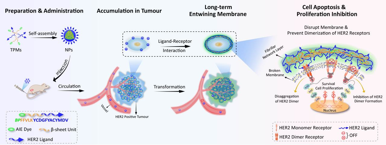 Transformable peptide nanoparticles arrest HER2 signalling and cause cancer cell death in vivo