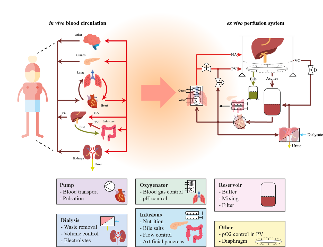 Engineering a machine to keep livers alive for one week outside of the body