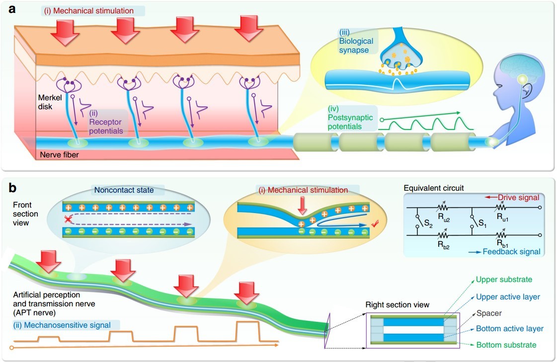 Bionic touch-sensing neural devices for artificial intelligence