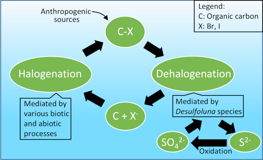 Tapping into the natural halogen cycle