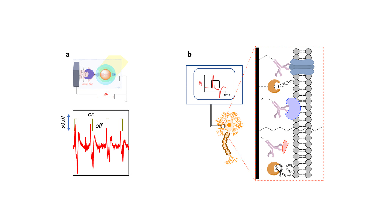 Linking Carbon and Protein for Specialized Bioelectronics