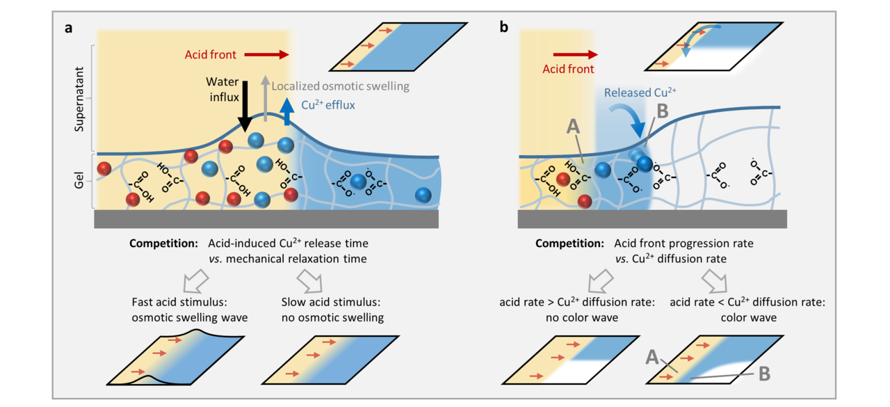 Non-equilibrium signal integration in hydrogels