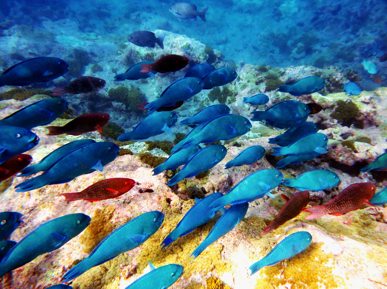 Journal Club | Benefits from biodiversity